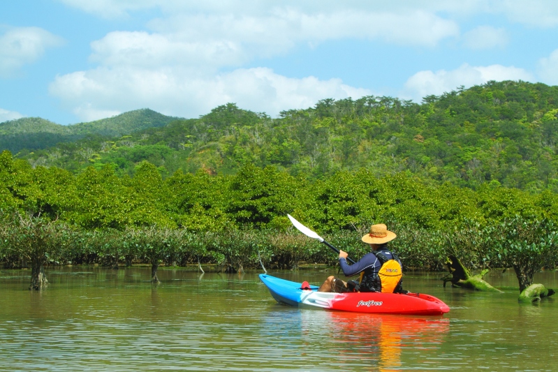 Kayaking in Oura Mangrove Forest, Nago City (drone service included)