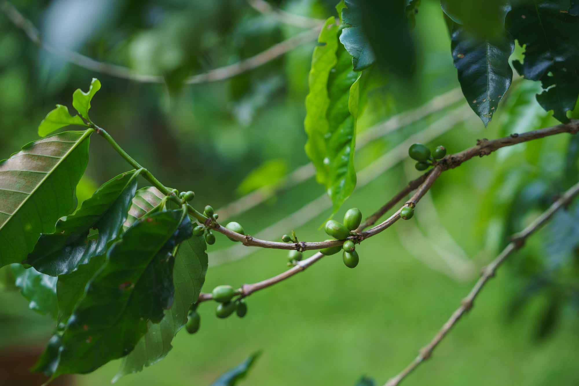 Nakayama Coffee Farm