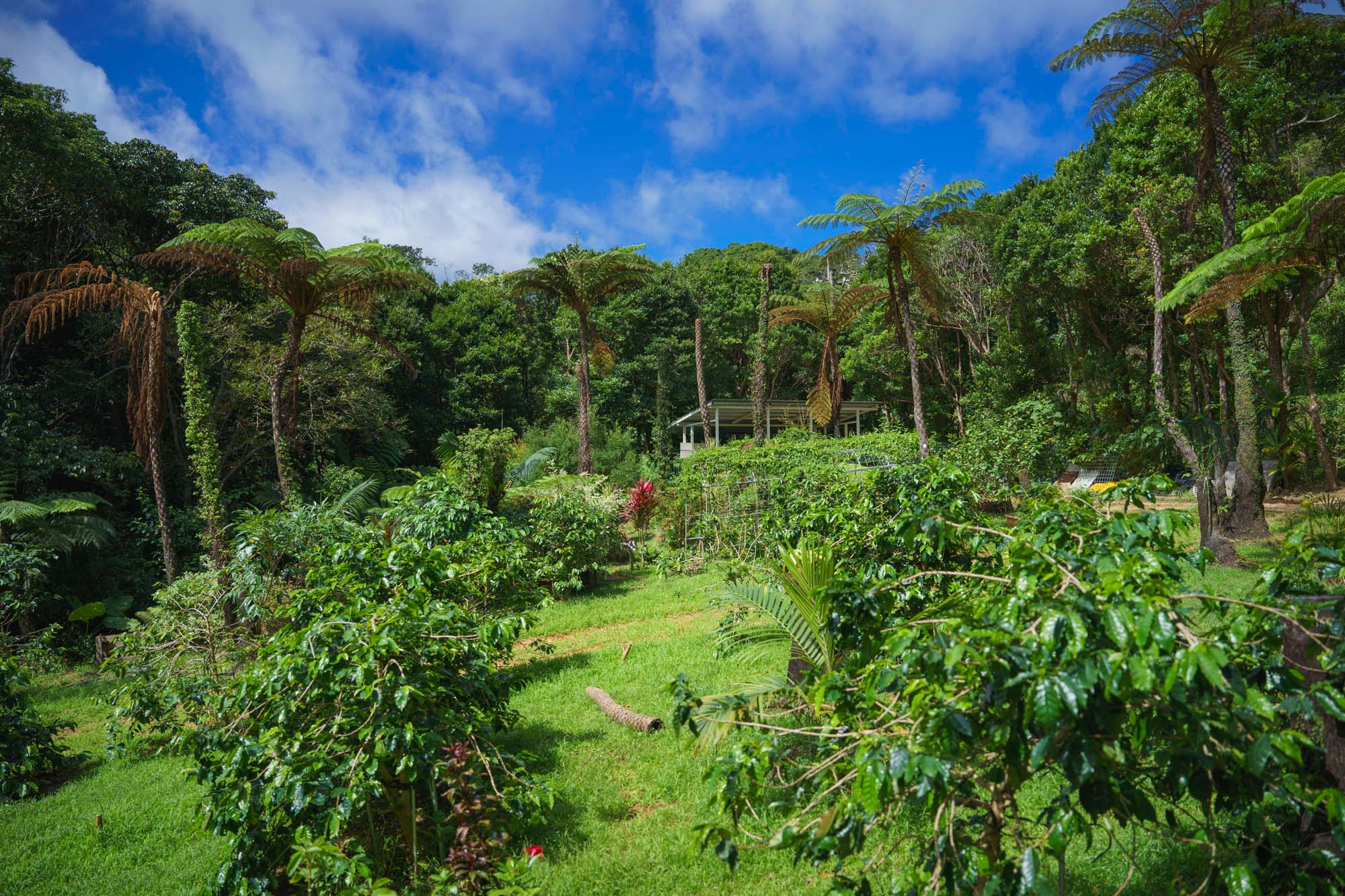 Nakayama Coffee Farm. Coffee is grown on a site of about 23,000 square meters.