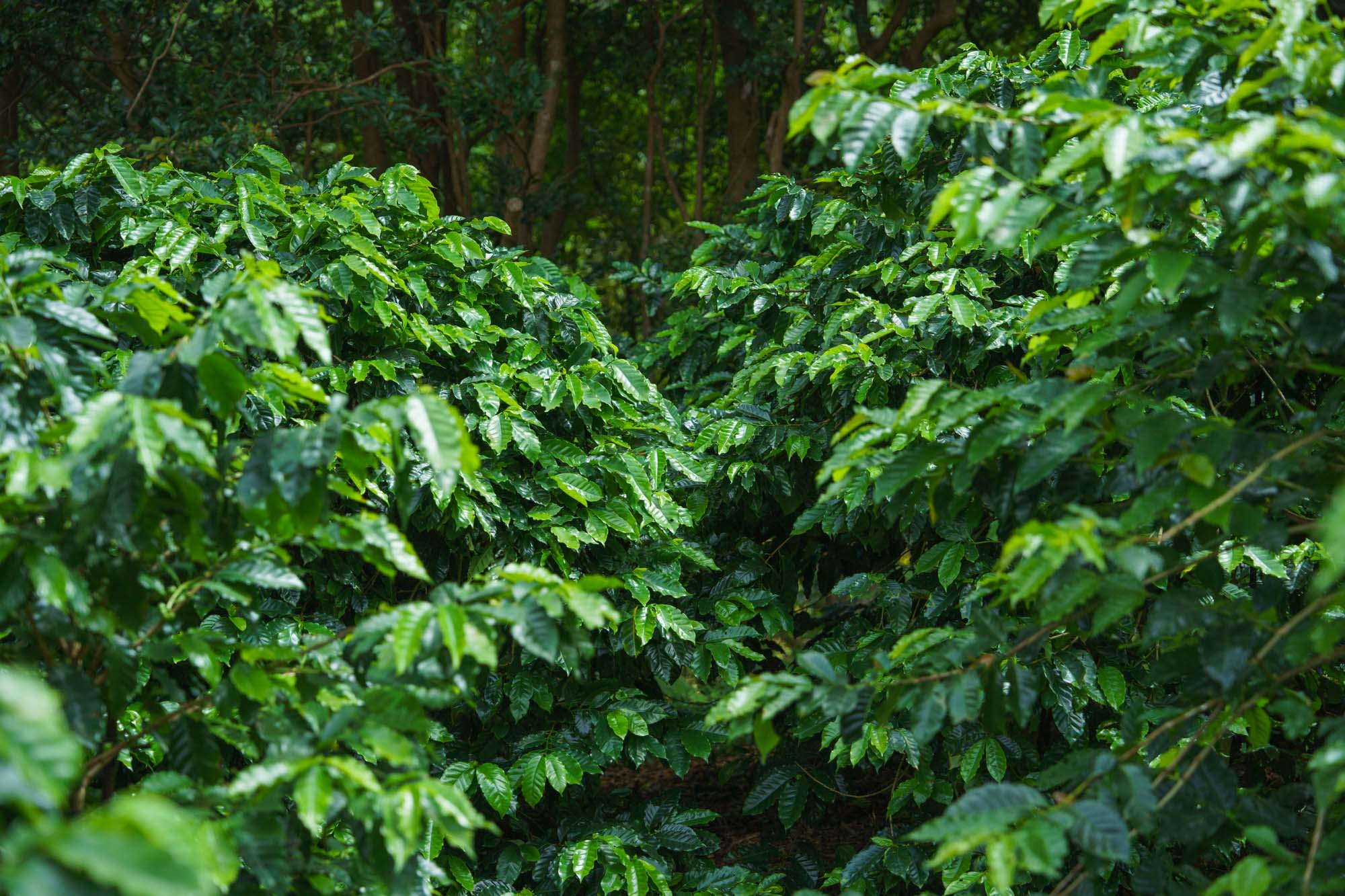 Coffee trees flourish in the forest.