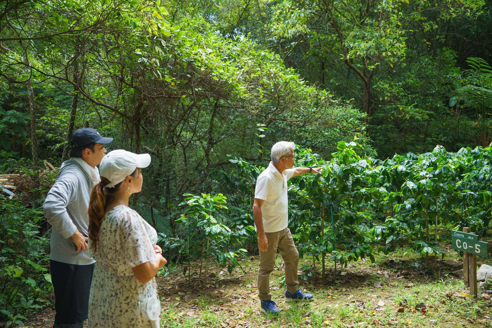 Coffee trees are pruned to eye level for easier care.