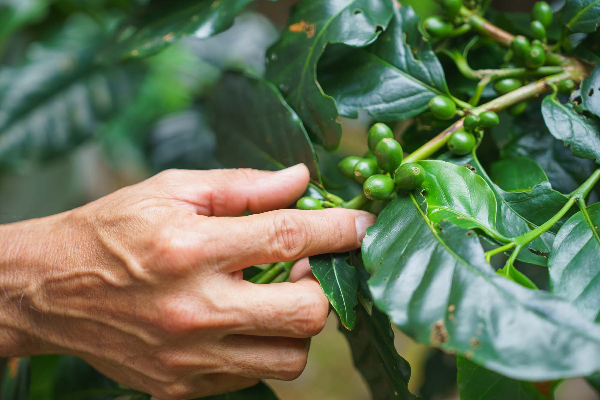 Coffee cherries turn red beginning in late November, signaling the harvest season.