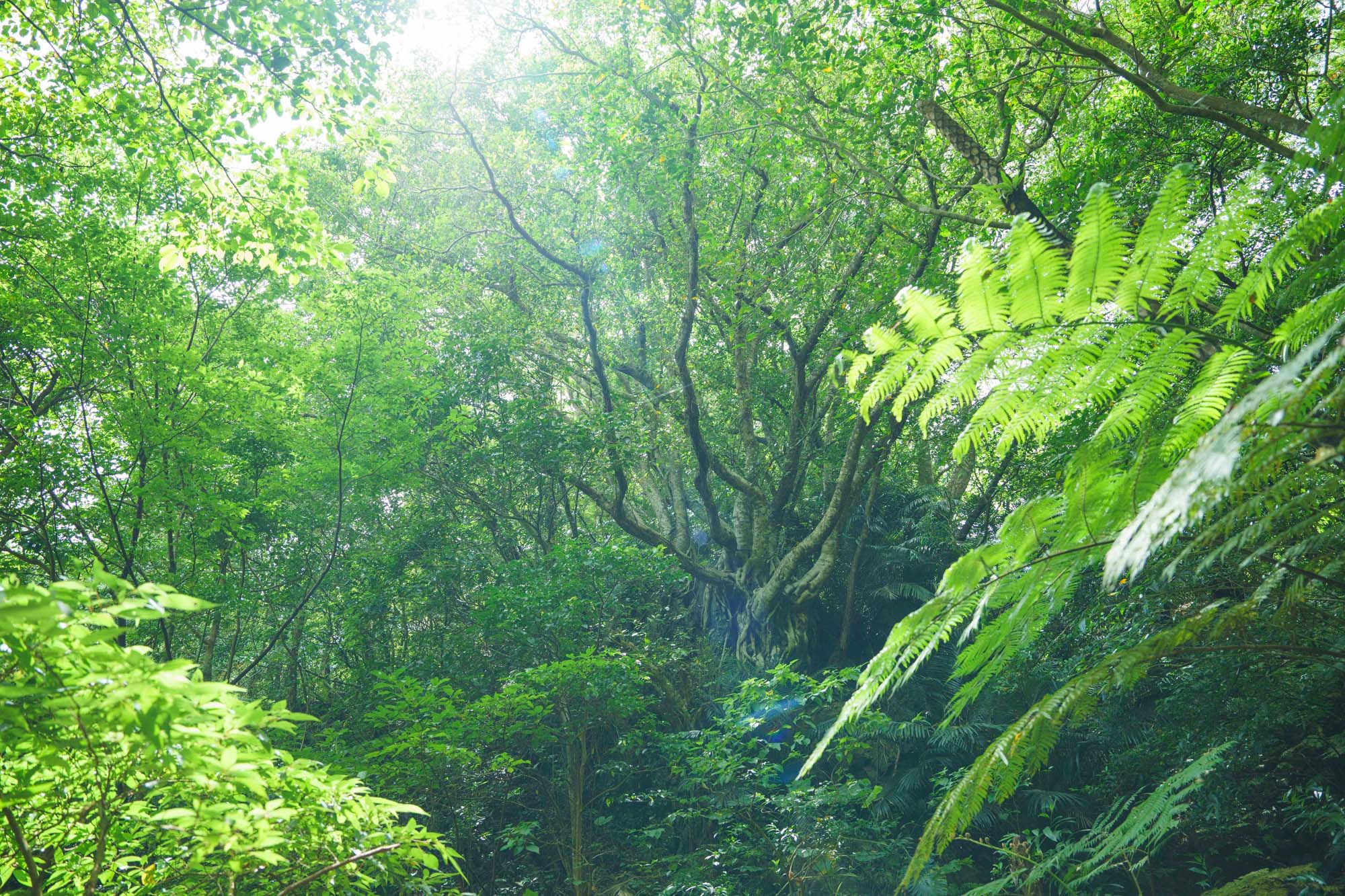 This large Horutonoki tree is like a symbol of the forest.