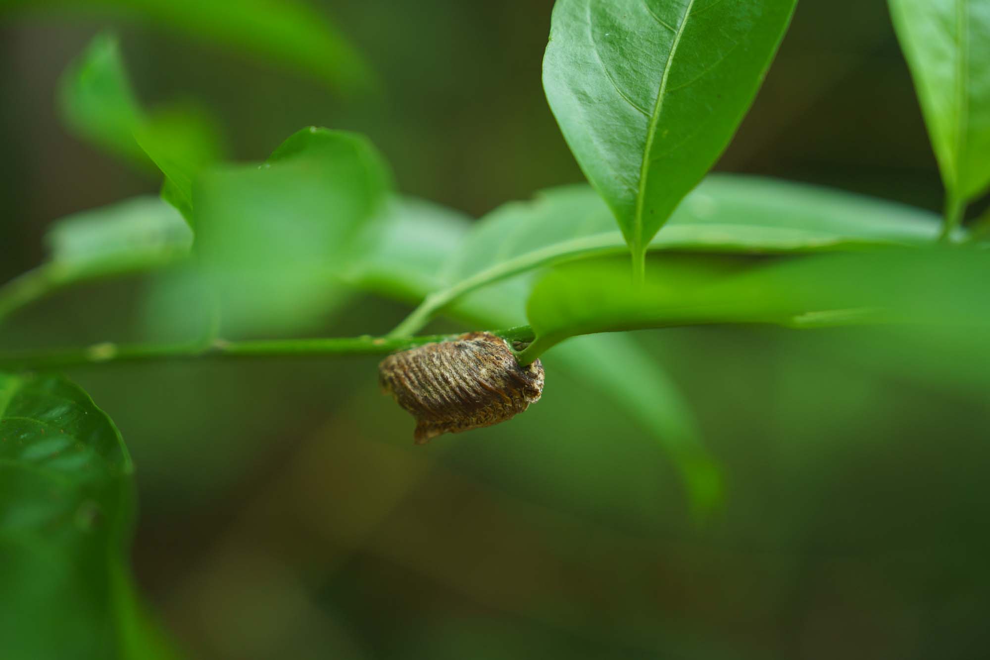 You may come across living creatures such as a praying mantis egg sac.