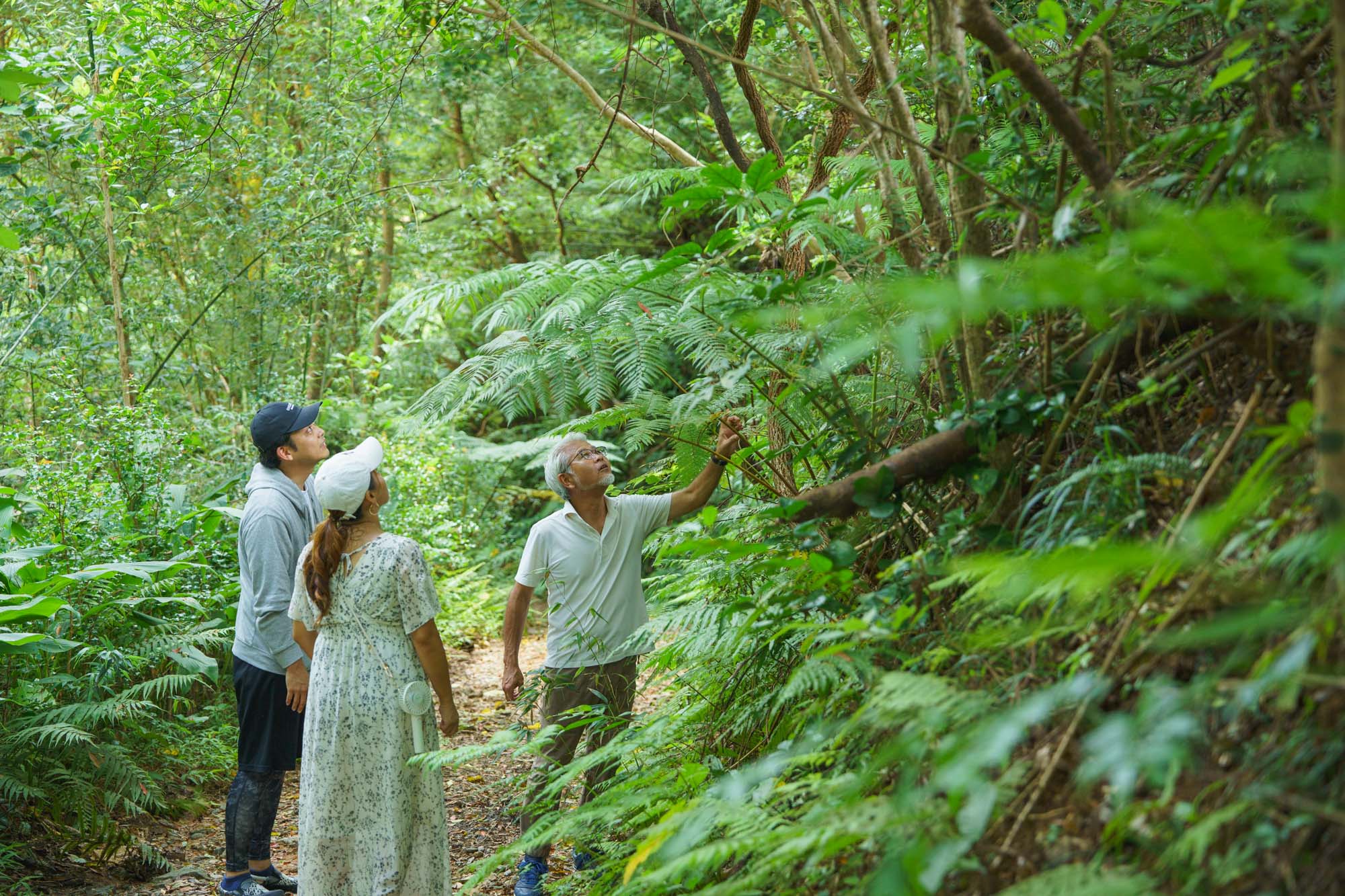 Yambaru forest is filled with giant fern trees.