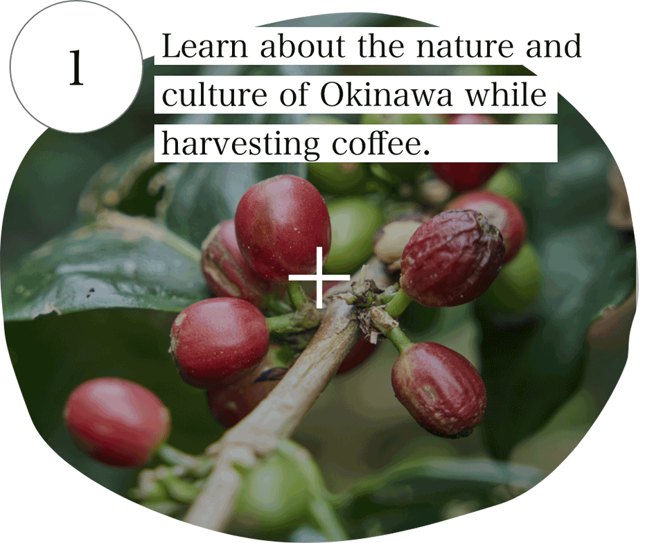 1 Learn about the nature and culture of Okinawa while harvesting coffee.